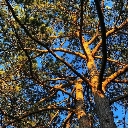 Pine-wood *
